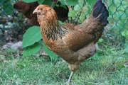 ameraucana