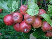 apples