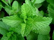 spearmint