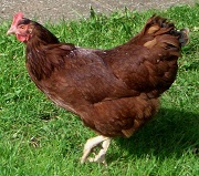 rhodeislandred
