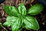basil