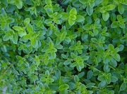 thyme