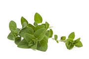 oregano